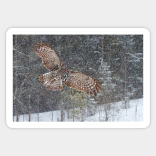 Through the Snow - Great Grey Owl Sticker